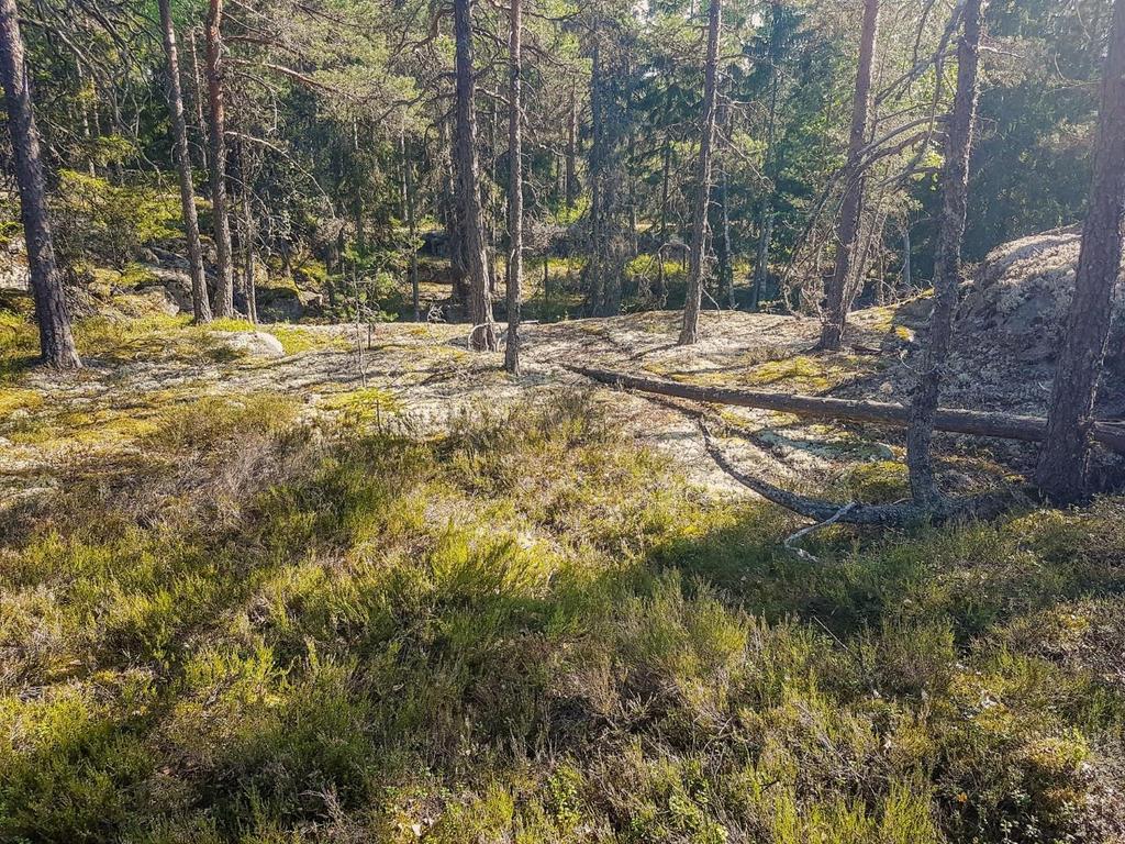 Att tänka på Ta banlängden i beaktande inför tävlingen. Viktigt att få i sig ordentligt med kolhydrater och vätska (även något annat än vatten) dagarna innan.