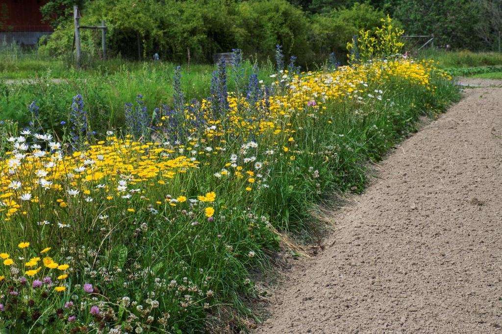 Flerårig blomsterremsa etablerad med ängsfröblandning.