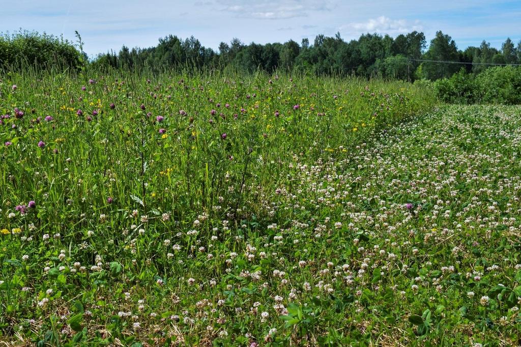 Vall- och gröngödslingsväxter inklusive honungsfacelia och bovete kan sås med vanlig såmaskin. Odlare har provat enklare såmaskiner för sådd av grönytor och ibland blir resultatet bra.