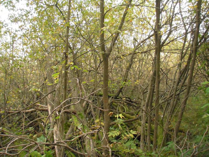 Delområde 8: Skogsklädd strand med fuktlövskog Trädskiktet domineras av sälg och viden, men även björk och smågranar. I fältskiktet växer älggräs, grenrör, videört, vass och jättegröe.