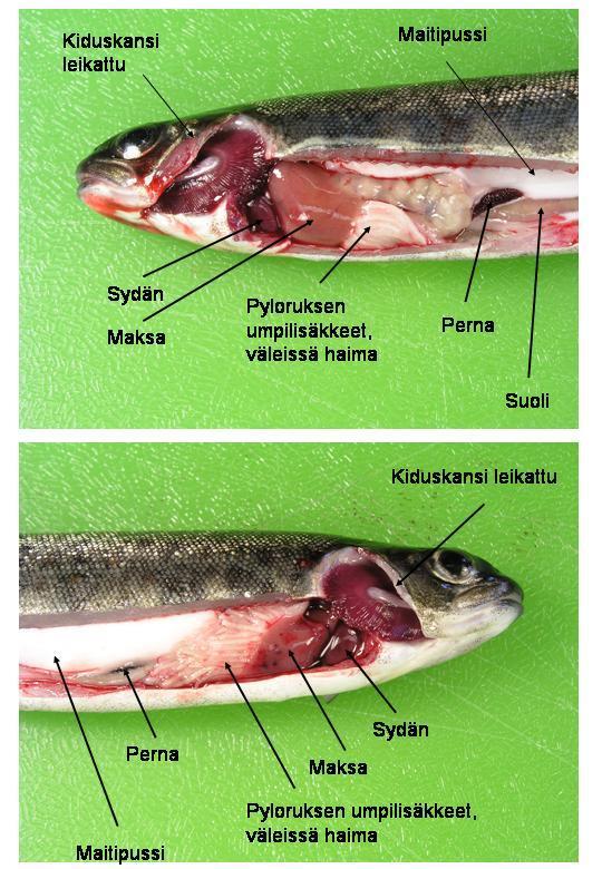 Föredragen av Hanna Kuukka-Anttila Sida/sidor 15 / 25 Bild 1 och 2. Anatomin hos laxfiskar 8.2. Avlivning av fisk för provtagning Provtagning i samband med slakt.