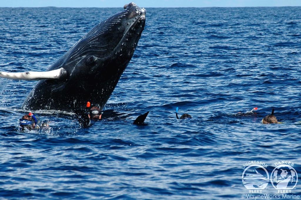 Knölvalen - havets gigant Vi landar på Puerto Plata InternaUonal Airport, Dominkanska Republiken, cirka 30 minuters resväg från hamnen Ocean World Marina.