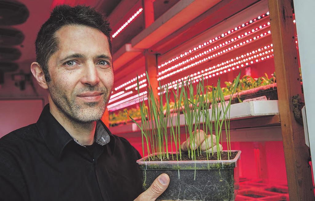 Odling På Lantmännen BioAgri i Uppsala används en unik analysmetod för att fastställa grobarhet och behandlingsteknik för olika utsädespartier.