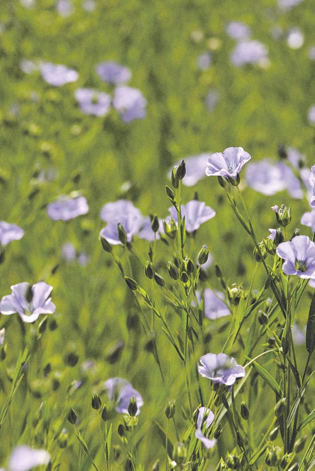 ThermoSeed ThermoSeed är en svensk uppfinning och patenterad process för utsädessanering utan tillsatser.