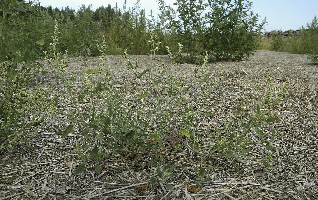 Krutbrännaren 1 (24) 2015 Östersjömålla Chenopodium striatiforme väster om avtaget till Norra Sandby, Sandby sn. östersjömålla i Sverige.