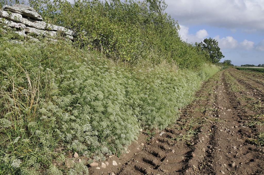 En ganska rik lokal är belägen längs en gammal banvall, där hotas arten av igenväxning. Besökslokal: Den gamla banvallen väster om Tryggestad, Räpplinge sn., kan vara lämplig 6302990/1552435.