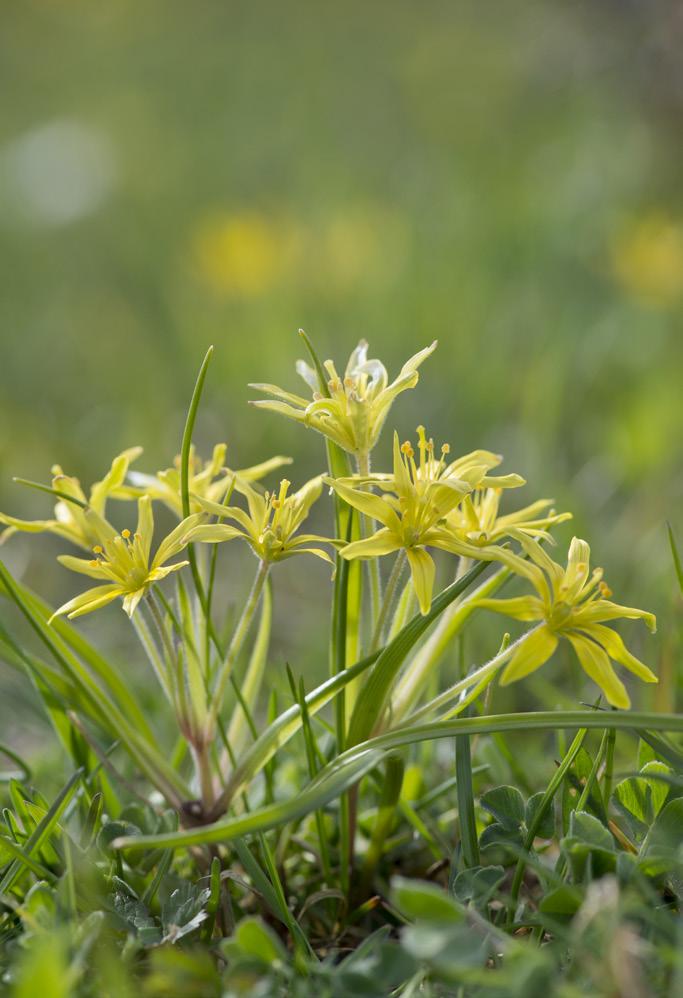 Intressant nog förekommer skärblad och fågelarv Holosteum umbellatum i samma skifte.