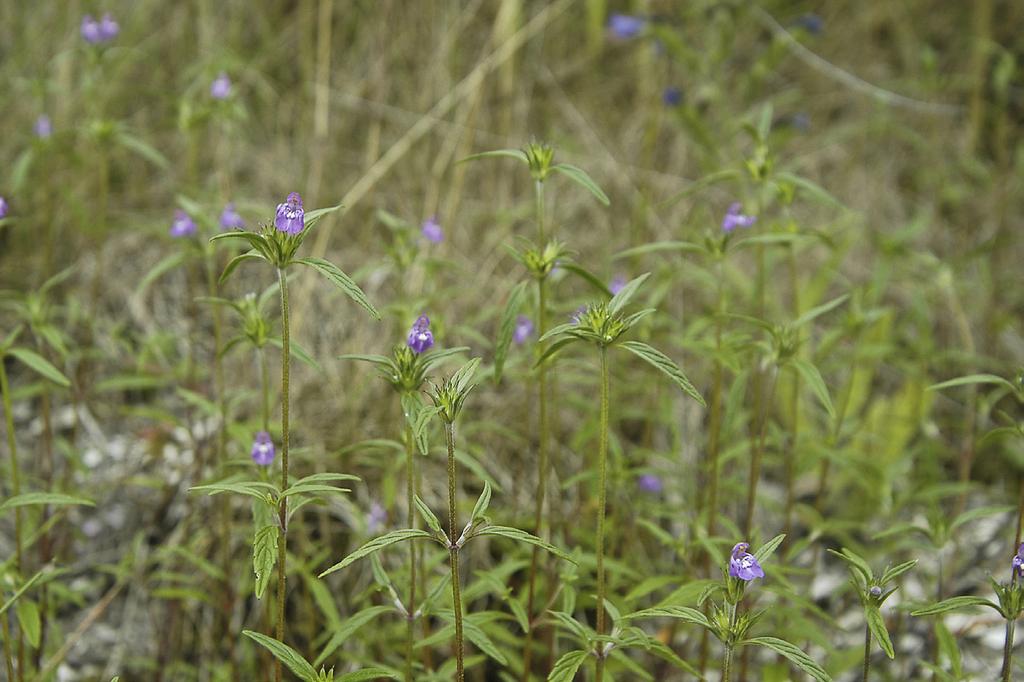 Kalkdån Galeopsis angustifolia på skalgrusbankar vid Bräcke, Bohuslän. hovda, söder om vägen till Tveta 6280750/1544355. Lokalen är svår att nå eftersom lämplig parkeringsplats saknas i närheten.