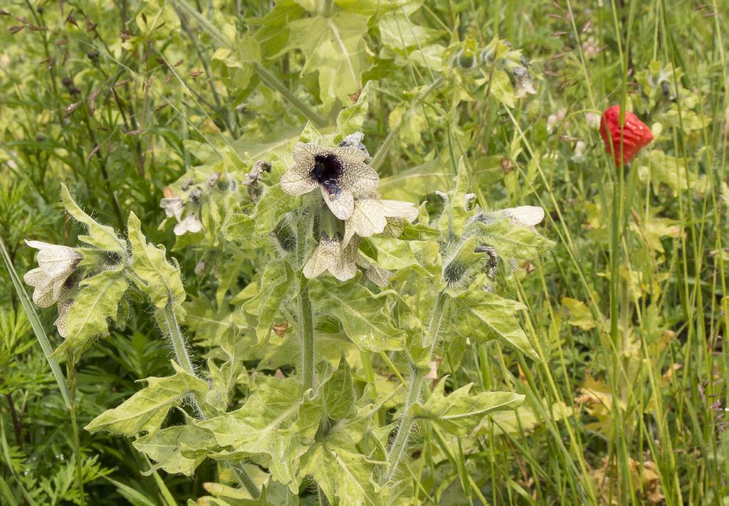 Bolmört Hyoscyamus niger i en nygrävd vägkant, Gärdslösa sn. fynd ända upp till Norrbotten. Den växer på öppen, kväverik mark och dyker gärna upp när någon typ av störning skett.