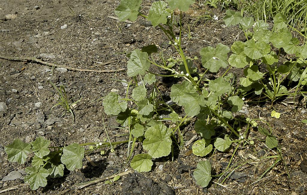 Krutbrännaren 1 (24) 2015 kransblommiga växter (Lamiaceae). Den enskilda plantan kan bli ett 10-tal år och mäta upp till en halvmeter i höjd. Till färgen är den grågrön med en vitullig stjälk.