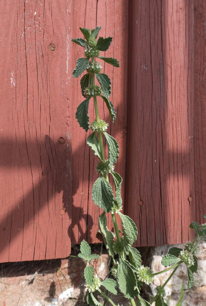 störningar som kreaturens tramp gav upphov till och som bidrog både till etablering och spridning av växten. I vårt floraväkteri finns 17 lokaler men växten är utgången från åtminstone 9 av dem.