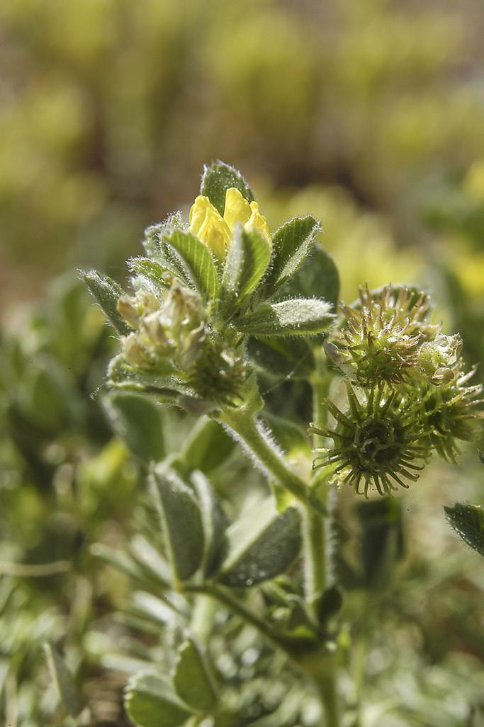 Tyvärr klipps ofta plantorna av när gräsmattan ansas. Medicago minima Sandlusern EN Sandlusern presenterades i Krutbrännaren 1-2013, alvarets rödlistade växter.