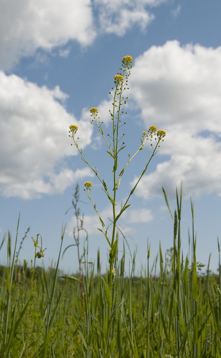 Korndådra Neslia paniculata är tvåläppiga, vita med rosaröda prickar. Blomningen sker i juli september. Vissa populationer doftar mynta medan andra doftar citronmeliss.