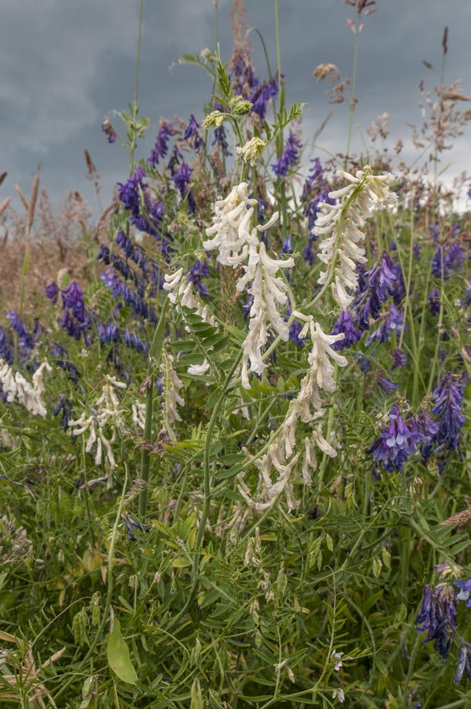 Klibbveronika Veronica triphyllos där det brukar växa en del luddvicker 6270085/1536645. Enstaka plantor är vitblommiga (se foto).