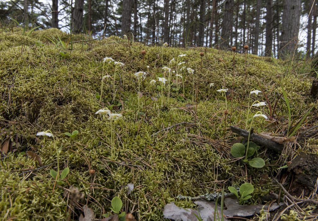 Krutbrännaren 1 (24) 2015 Årets växt 2015 ögonpyrola Moneses uniflora Svenska Botaniska Föreningen har 2015 utsett ögonpyrola till årets växt. Ögonpyrola är en flerårig ört som blir 5 15 cm hög.