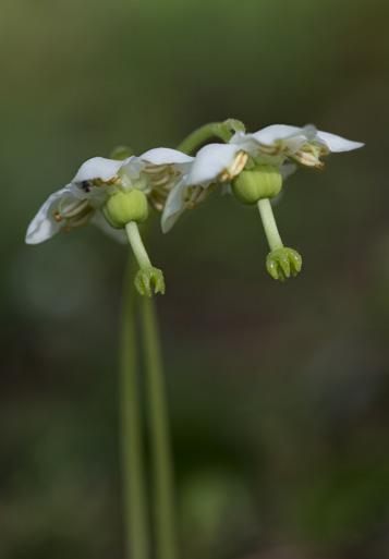 Blomman är vit, väldoftande och har fem, vågiga kronblad som är sammanvuxna längst ner. I förhållande till växten i övrigt är blomman oproportionellt stor. Blomningen sker i juni juli.