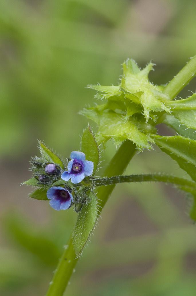 Asperugo procumbens Paddfot NT Arten presenterad i Krutbrännaren 1-2012, rödlistade växter på havsstrand. Paddfot är fortfarande relativt spridd på Öland, från Borgholm söderut ner till Ås.