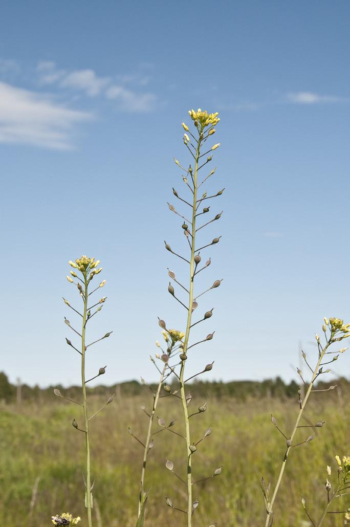 Fruktskidan hos oljedådra är 6 9 mm lång, hos sanddådra 5 7 mm. Dessutom är oljedådrans fruktskida inte lika hård som sanddådrans och den sistnämnda har också en hårigare stjälk.