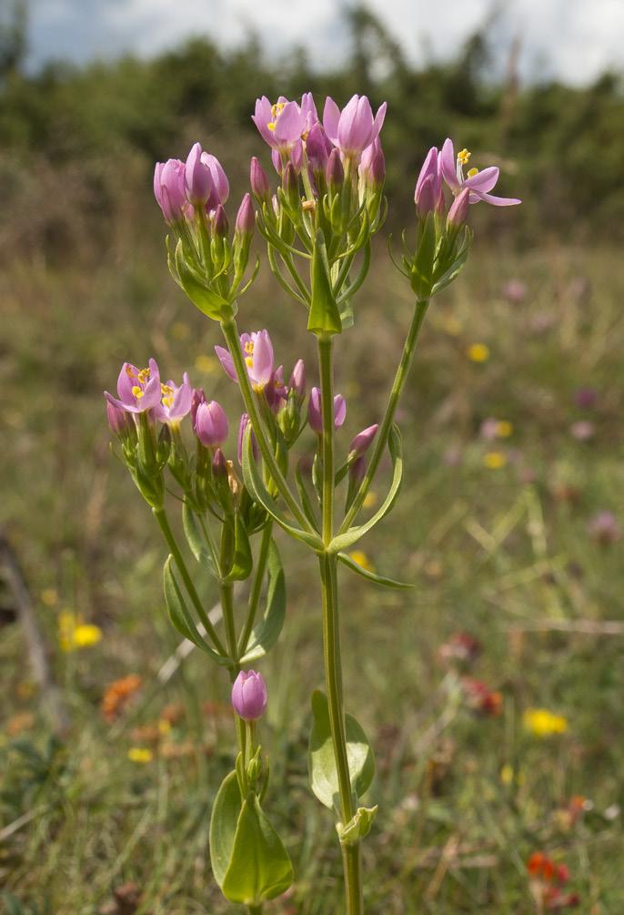 alldeles norr om Ölands högsta naturliga punkt som mäter 55 möh. Centaurium erythraea var. erythraea Flockarun VU Flockarun presenterades i Krutbrännaren 1-2012, rödlistade växter på havsstrand.