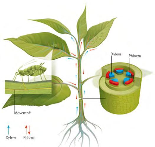 Movento är fullt systemisk Transporteras både uppåt och nedåt i plantan Därför skyddas både gamla blad, rötter och unga blad,