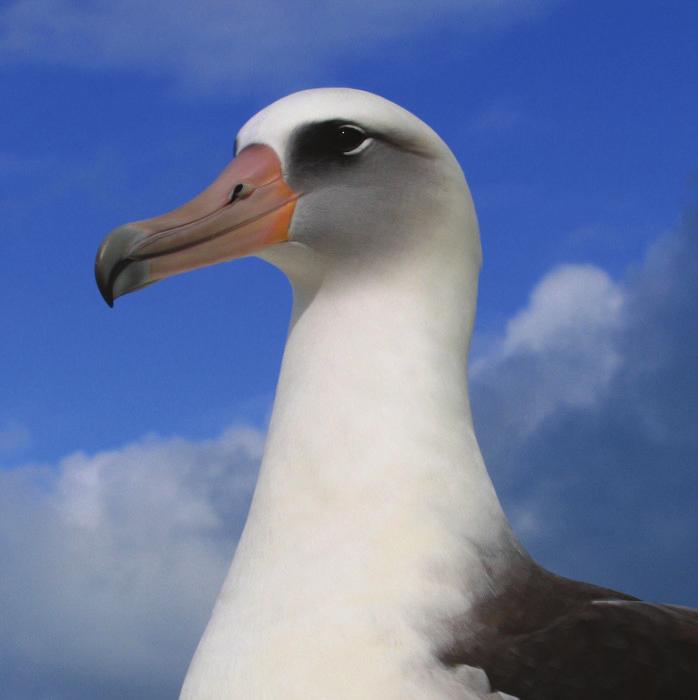 Hos Laysanalbatrosserna på Hawaii finns kolonier med 30 procent samkönade par. Foto David Patte, U.S. Fish and Wildlife Service. kön.