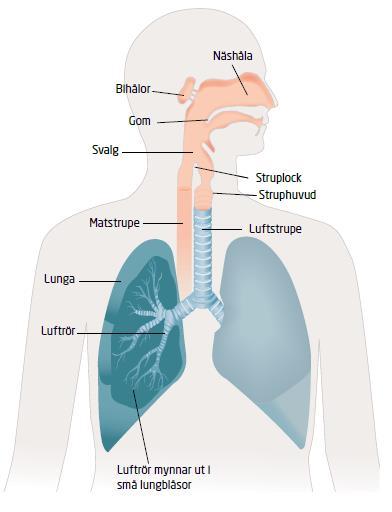Andningsorganen 2.