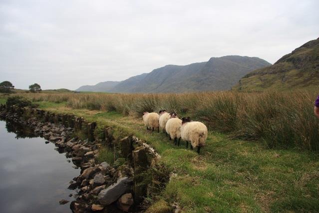 Connemara & Western Way, Oughterard - Westport, 6 nätter 3(7) Killary Fjord Dag 5 Leenaun Drummin/Liscarney Trots att dagens första kilometrar vandras längs en trafikerad asfaltsväg är det en fin