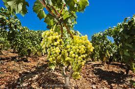 000 Plavac maly rankor Primära druvan för röda viner från Dalmatien