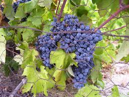 för vitt vin som växer på dalmatinska kusten och ön Korčula En