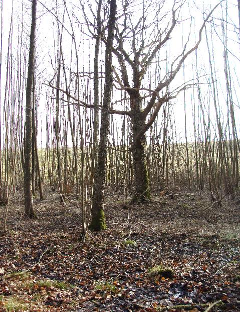 stående albuketter höggs vid basen. Ett flygfoto visar att delområde A fortfarande var i stort sett öppet 1947 medan delområde B innehöll en del lågvuxen vegetation.