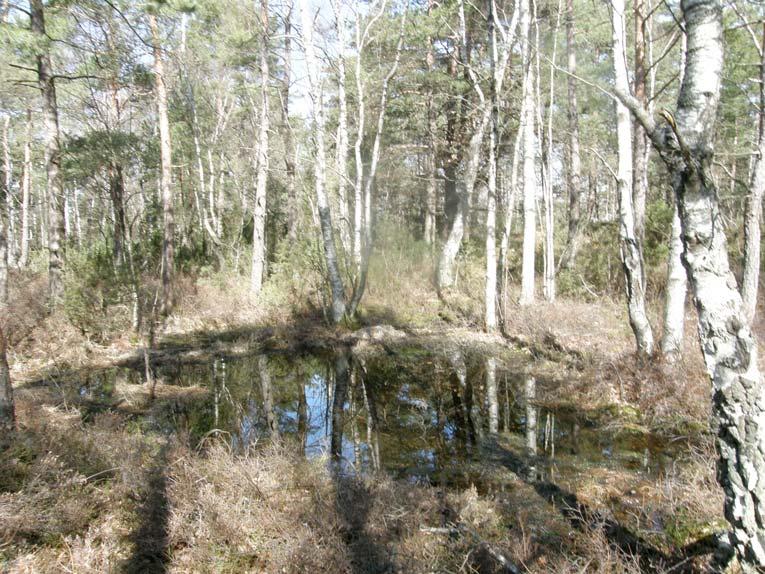 3. Sumpskog Litet sumpskogsbestånd med några mindre vattensamlingar i botten. Trädskiktet domineras av medelålders tall och björk.