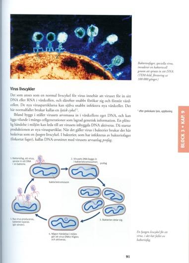 61 % FRÅGA 8 BESKRIV LIVSCYKELN HOS ETT DNA-VIRUS OCH JÄMFÖR DETTA MED HUR ETT RNA-VIRUS FÖRÖKAR SIG. 1. Virus tar sig in i cellen eller överför sitt DNA till cellen. 2.