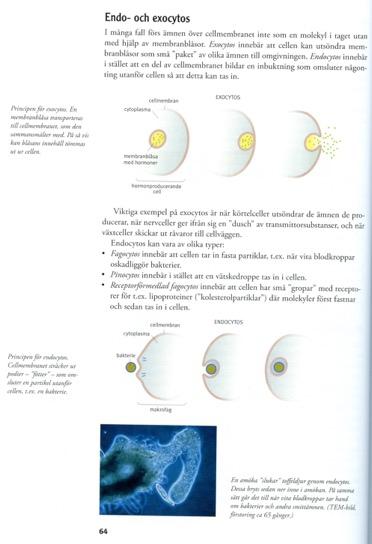 75 % FRÅGA 1 VAD ÄR DET FÖR SKILLNAD PÅ ENDO- OCH EXOCYTOS?