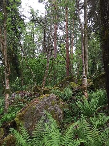 41 41 1601 Barrblandskog 4 Högt biotopvärde 2 Visst artvärde 2 Högt Myskbock, blåsippa Blockigt område med äldre tall och gran, även enstaka lärk. Inslag av triviallövträd som asp, björk och sälg.
