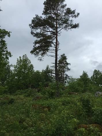 44 44 1603 Tallskog 3 Påtagligt biotopvärde 1 Obetydligt artvärde 3 Påtagligt Glest beskogat område med en del äldre tall.