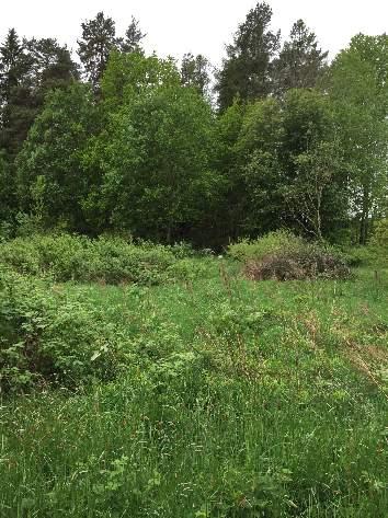 50 50 120 Park och trädgård 1204 Koloniområde 2 Visst biotopvärde 2 Visst artvärde 3 Påtagligt Gulsparv (VU), törnsångare Naturtomt med odlingslotter, mycket