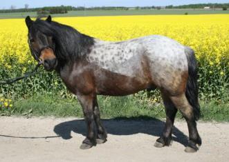 Ballinacogh Macey är importerad från Irland och är född 2006. Ballina är en gosig och mysig häst i stallet.