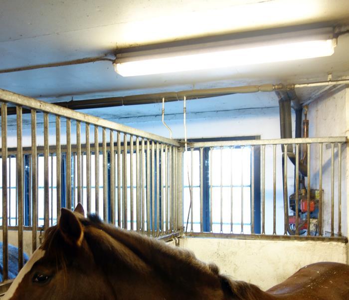 Djurmiljö Djurskyddsmått är OK med mindre avvikelser (beroende på hur stora hästar som placeras i olika spiltor och boxar.