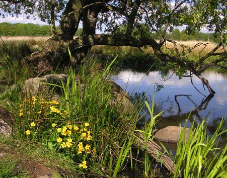 Blommande kabbeleka, sälg och vattenklöver i