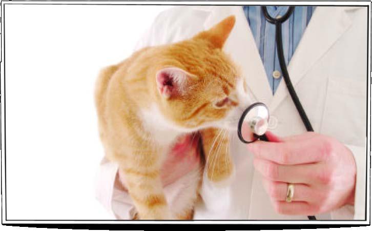 WellCat for life: Cat Friendly Clinic Har din