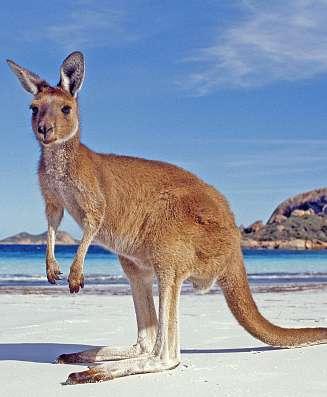 Ingen annanstans i Australien kan man komma i kontakt med så många djur på en så liten yta. Ön har därför kallats för Noaks Ark och en tredjedel av ytan består av nationalparker.