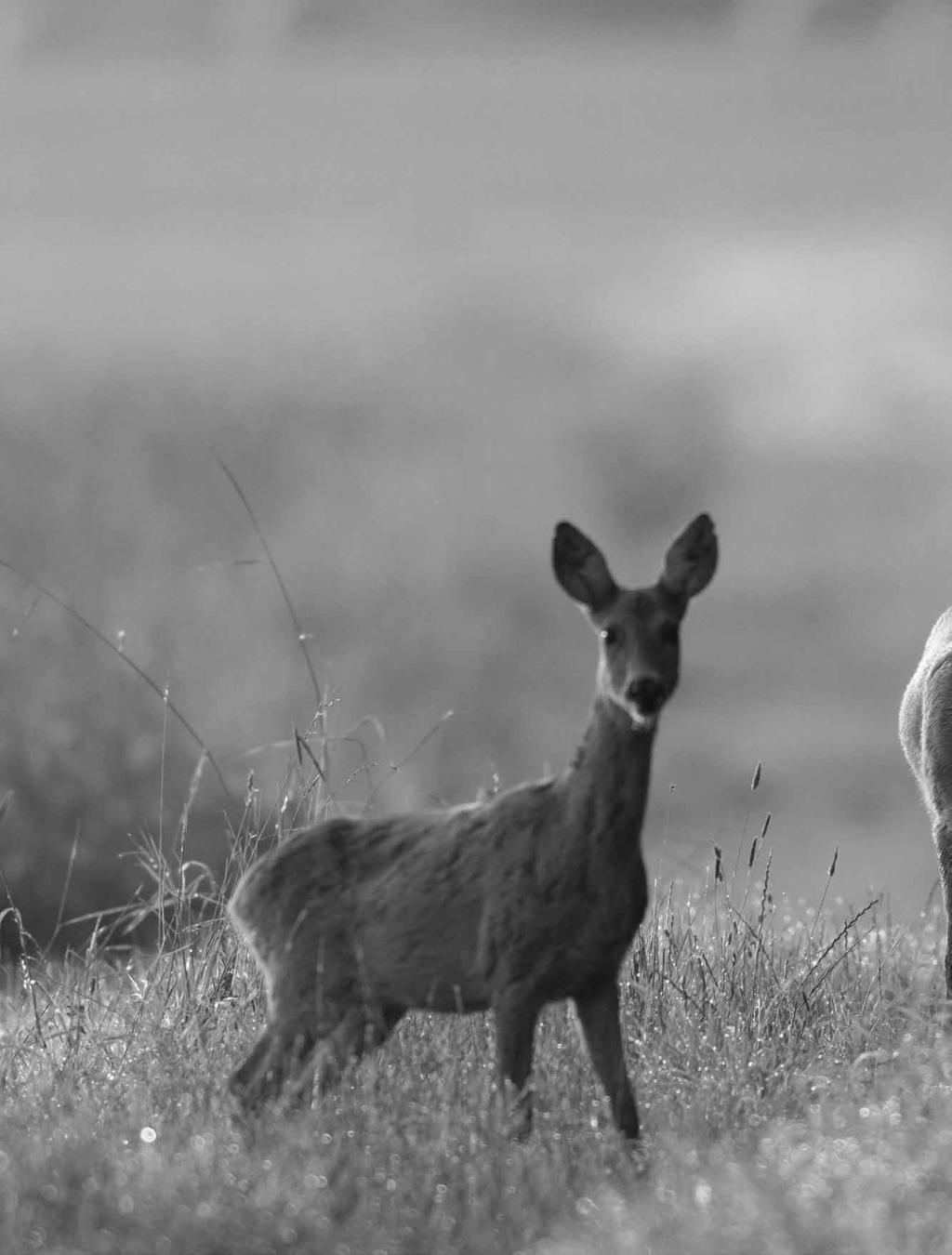 42 Jakt & Jägare Nr