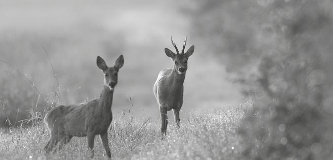 VALSPECIAL Hur ska viltet, framför allt klövviltet, förvaltas i framtiden? BAKGRUND: I Sverige förvaltas de allra flesta jaktbara arter genom en allmän jakttid.