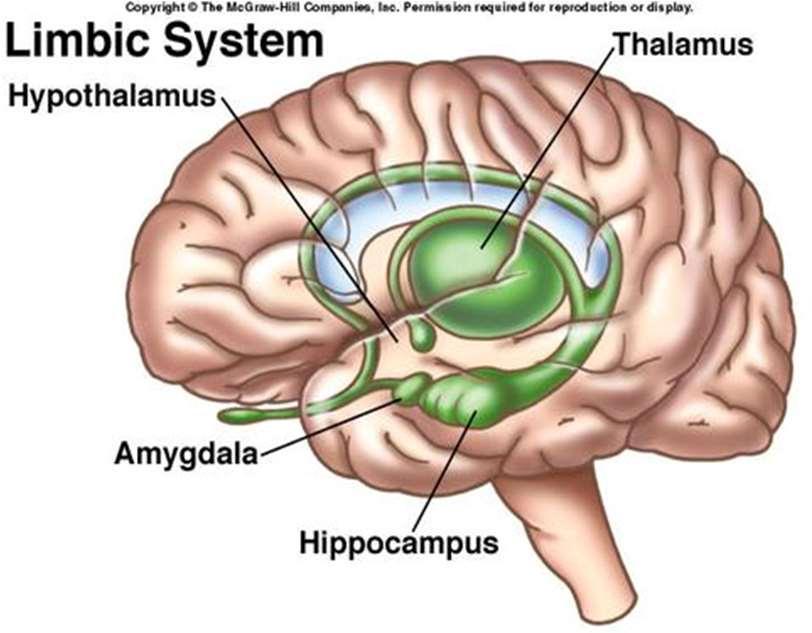 Det primitiva alarmsystemet Finns i det uråldriga limbiska systemet i hjärnan, varav amygdala (mandelkärnan) är en viktig del.