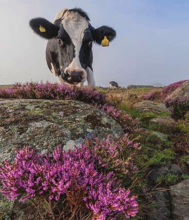 Näsbokrok Torsdag 24 maj kl. 17.00 Brinkens väg FOTO Fotovandring Vill du lära dig ta vackra naturbilder? Ta med din kamera, gärna stativ och följ med naturfotografen Annette Seldén (tel.