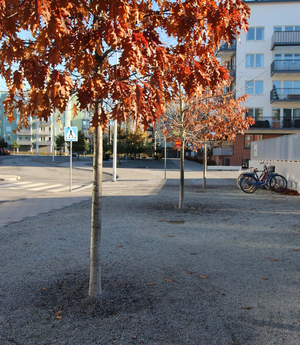 Skelettjord i Järvastaden, foto: Solna stad Riktlinjer Dagvatten ska omhändertas och renas lokalt så nära källan som möjligt och med bästa möjliga teknik.