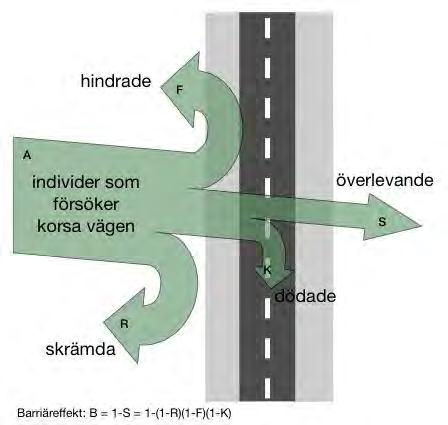 2 Kunskapsbakgrund 2.1 Barriärpåverkan Vägar och järnvägar, i synnerhet större trafikbelastade transportleder, kan utgöra kraftiga vandringshinder för både människor och djur 19.