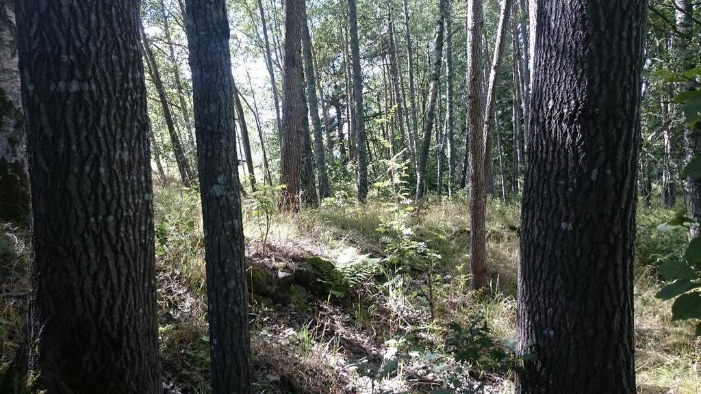BÄCK SV DALSNÄS (GC-STR-330) Naturtyp (biotop): Skog och träd (blandskog) samt vattendrag (skogbäck).