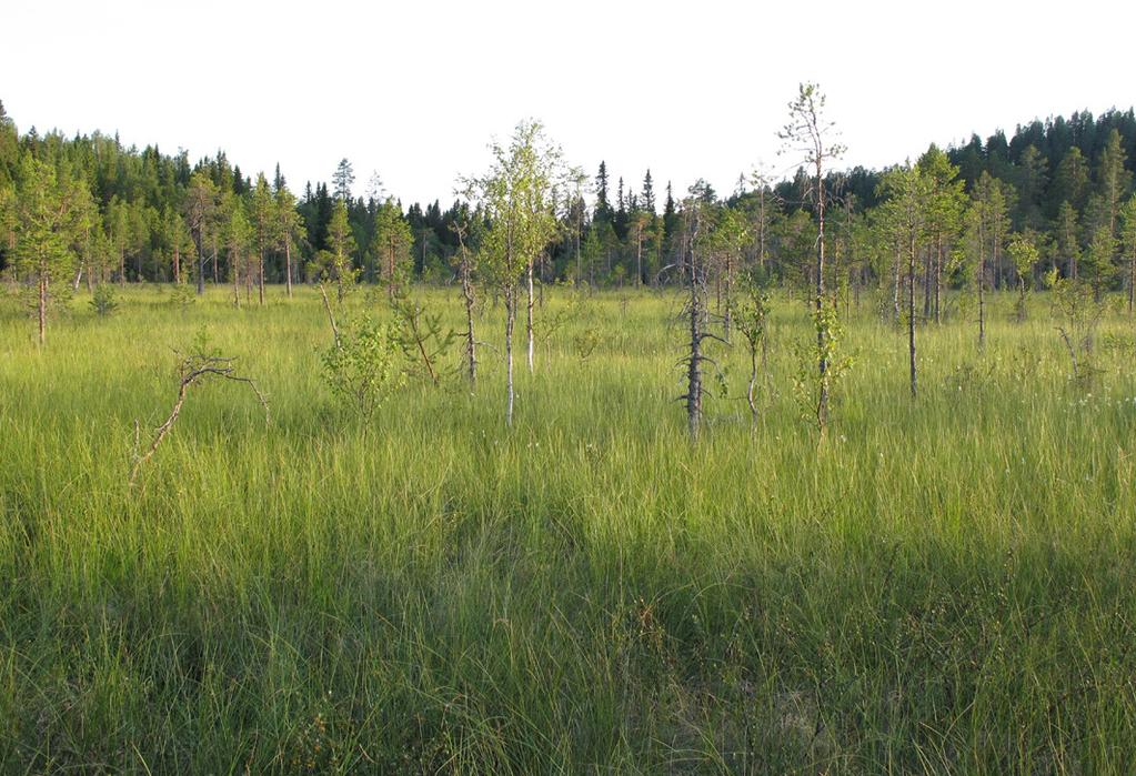 Foto 4. Åsflon är en odikad våtmark med ett högt naturvärde. 3. NO Kattygelberget Detta lilla skogsbestånd ligger på en brant i den nordöstra delen av Kattygelberget.