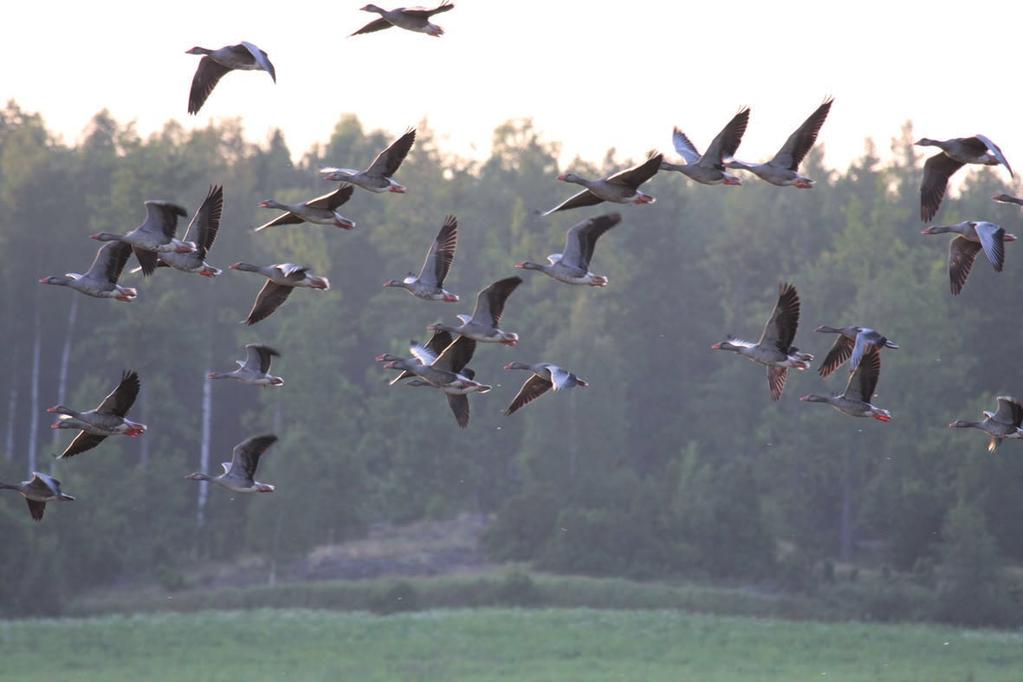 Figur 5 15. Grågås (foto: Satu Oja / Suomen Luontotieto Oy). 5.3.